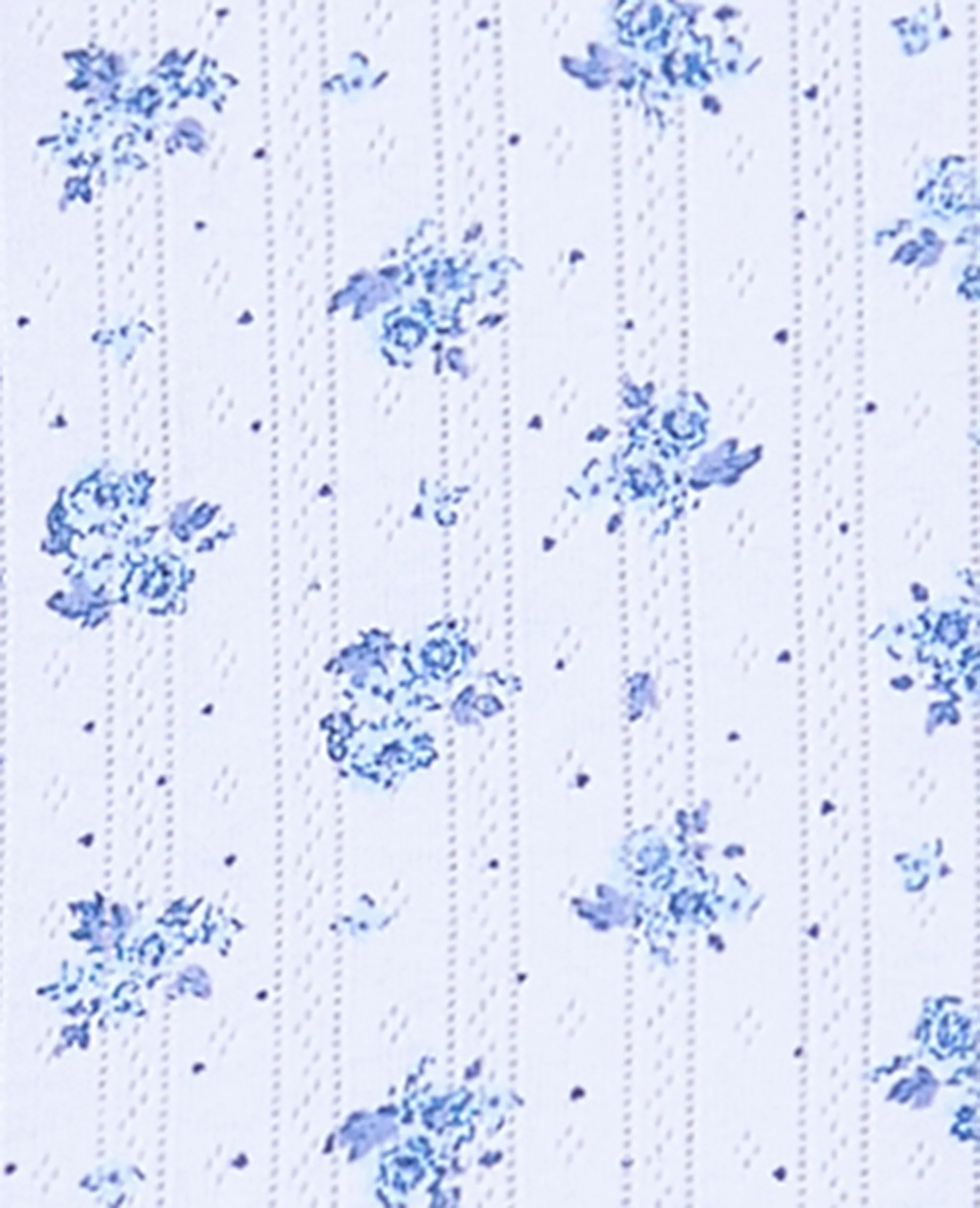 T-shirt boutonné en maille pointelle motif fleurs - Image 7